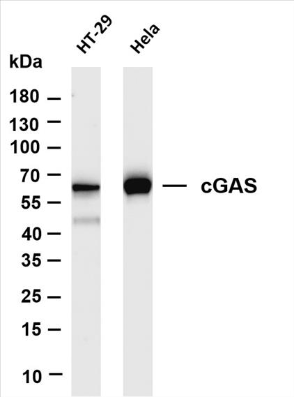 Various whole cell lysates were separated by 4-20% SDS-PAGE, and the membrane was blotted with anti-cGAS (PT0355R) antibody. The HRP-conjugated Goat anti-Rabbit IgG(H + L) antibody was used to detect the antibody.