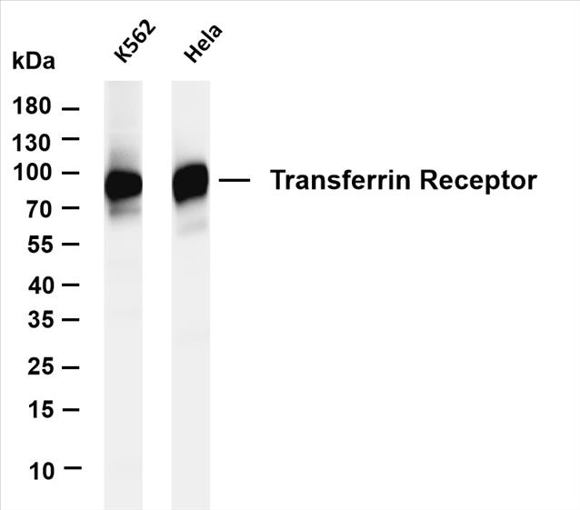 Various whole cell lysates were separated by 4-20% SDS-PAGE, and the membrane was blotted with anti-Transferrin Receptor (PT0360R) antibody. The HRP-conjugated Goat anti-Rabbit IgG(H + L) antibody was used to detect the antibody.