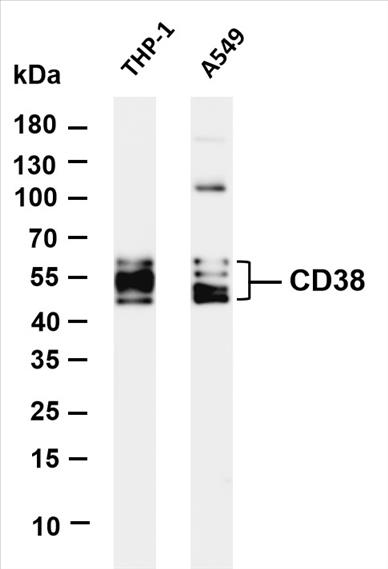 Various whole cell lysates were separated by 4-20% SDS-PAGE, and the membrane was blotted with anti-CD38 (PT0361R) antibody. The HRP-conjugated Goat anti-Rabbit IgG(H + L) antibody was used to detect the antibody.