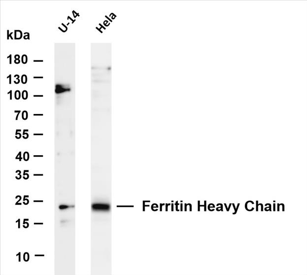 Various whole cell lysates were separated by 4-20% SDS-PAGE, and the membrane was blotted with anti-Ferritin Heavy Chain (PT0363R) antibody. The HRP-conjugated Goat anti-Rabbit IgG(H + L) antibody was used to detect the antibody.