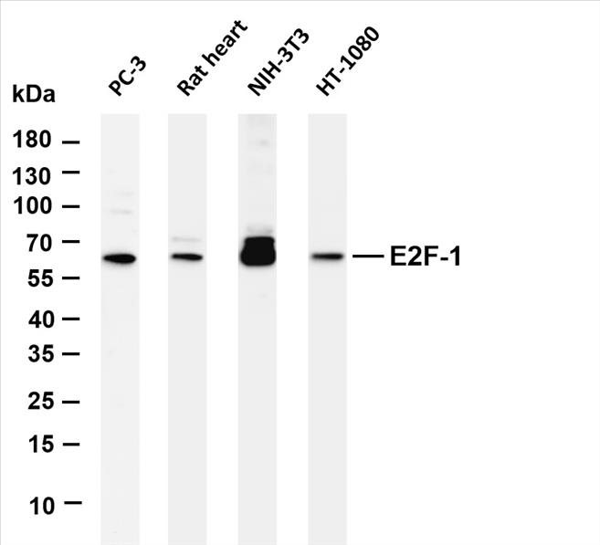 Various whole cell lysates were separated by 4-20% SDS-PAGE, and the membrane was blotted with anti-E2F-1 (PT0370R) antibody. The HRP-conjugated Goat anti-Rabbit IgG(H + L) antibody was used to detect the antibody.