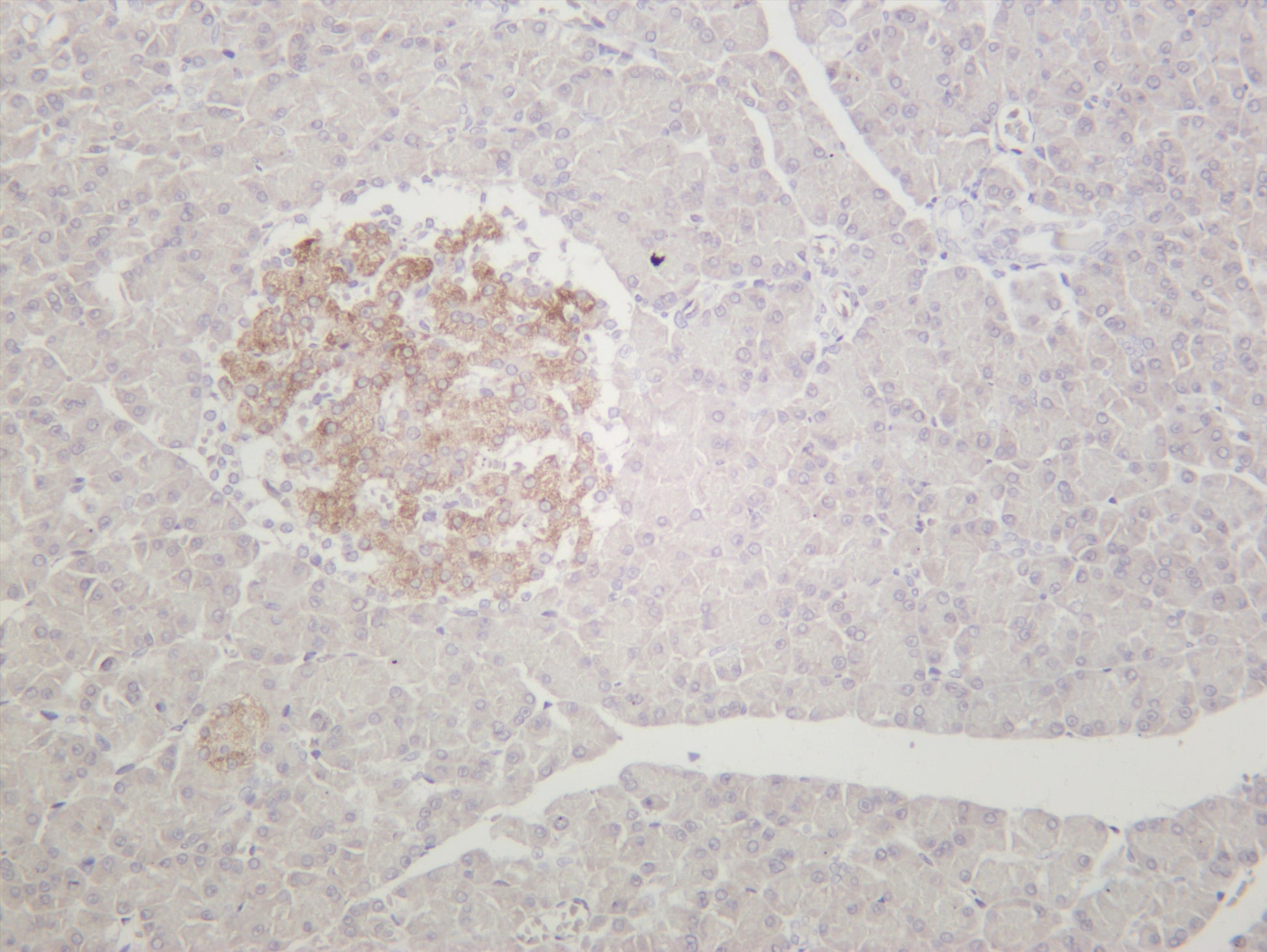 Rat pancreas was stained with anti-CD38 (PT0371R) rabbit antibody