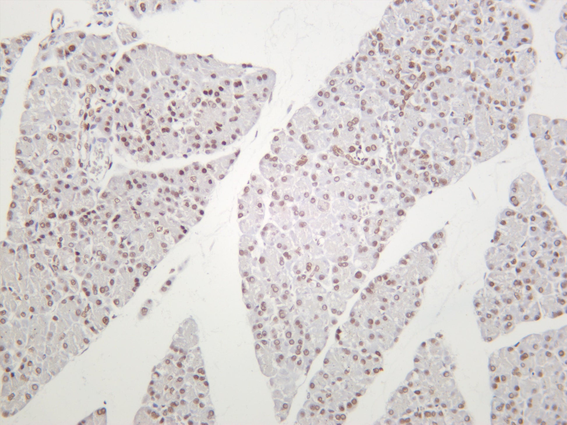 Rat pancreas was stained with anti-HP1Î± (PT0373R) rabbit antibody