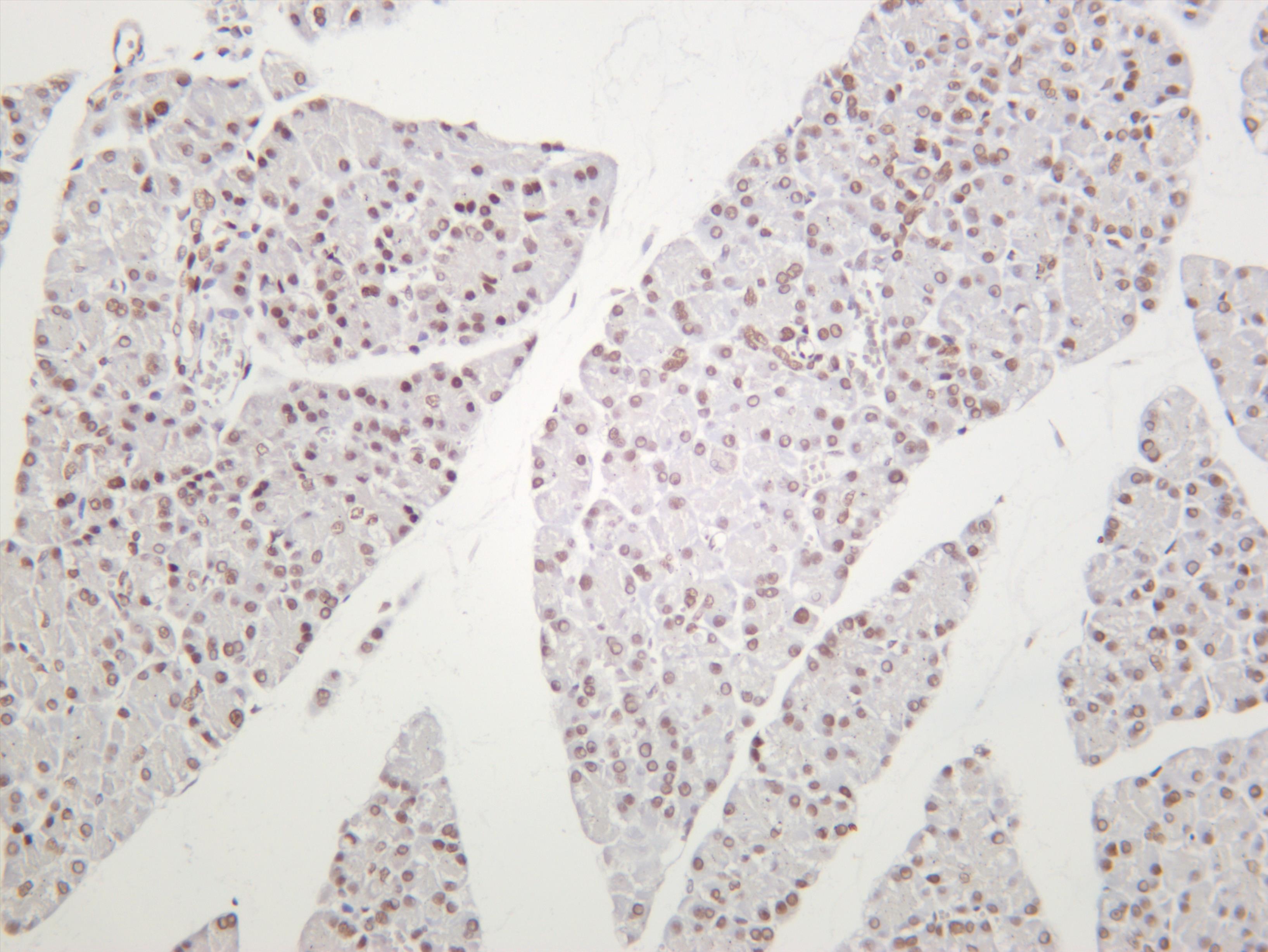 Rat pancreas was stained with anti-HP1Î± (PT0373R) rabbit antibody