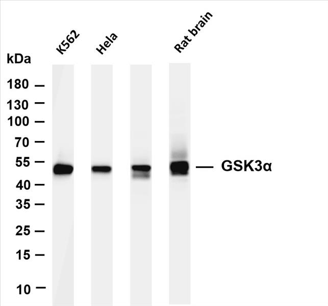 Various whole cell lysates were separated by 4-20% SDS-PAGE, and the membrane was blotted with anti-GSK3Î± (PT0374R) antibody. The HRP-conjugated Goat anti-Rabbit IgG(H + L) antibody was used to detect the antibody.