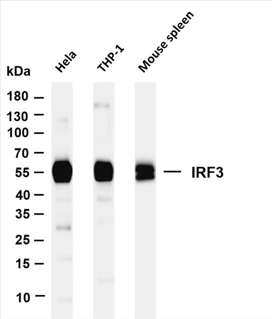 Various whole cell lysates were separated by 4-20% SDS-PAGE, and the membrane was blotted with anti-IRF3 (PT0376R) antibody. The HRP-conjugated Goat anti-Rabbit IgG(H + L) antibody was used to detect the antibody.