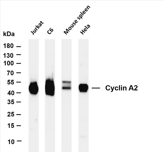 Various whole cell lysates were separated by 4-20% SDS-PAGE, and the membrane was blotted with anti-Cyclin A2 (PT0382R) antibody. The HRP-conjugated Goat anti-Rabbit IgG(H + L) antibody was used to detect the antibody.