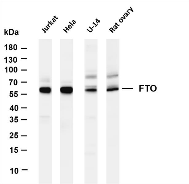 Various whole cell lysates were separated by 4-20% SDS-PAGE, and the membrane was blotted with anti- FTO (PT0383R) antibody. The HRP-conjugated Goat anti-Rabbit IgG(H + L) antibody was used to detect the antibody.