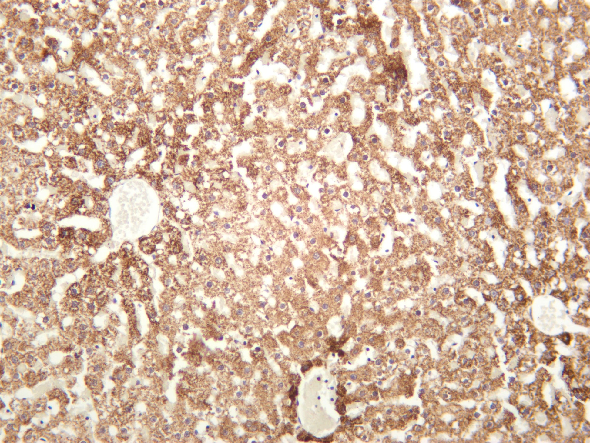 Rat liver was stained with anti-PPARÎ± (PT0384R) rabbit antibody