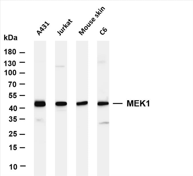 Various whole cell lysates were separated by 4-20% SDS-PAGE, and the membrane was blotted with anti-MEK1 (PT0387R) antibody. The HRP-conjugated Goat anti-Rabbit IgG(H + L) antibody was used to detect the antibody.