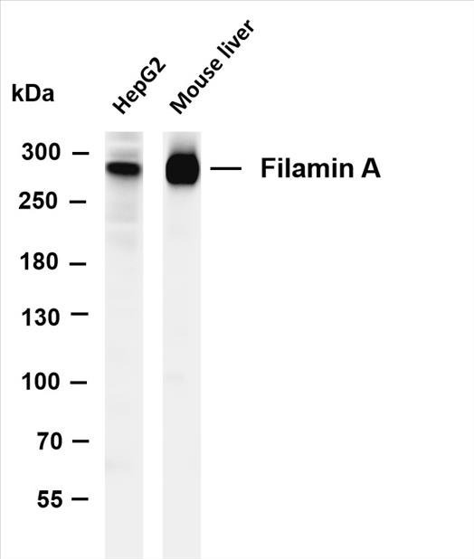 Various whole cell lysates were separated by 4-8% SDS-PAGE, and the membrane was blotted with anti-Filamin A (PT0388R) antibody. The HRP-conjugated Goat anti-Rabbit IgG(H + L) antibody was used to detect the antibody.