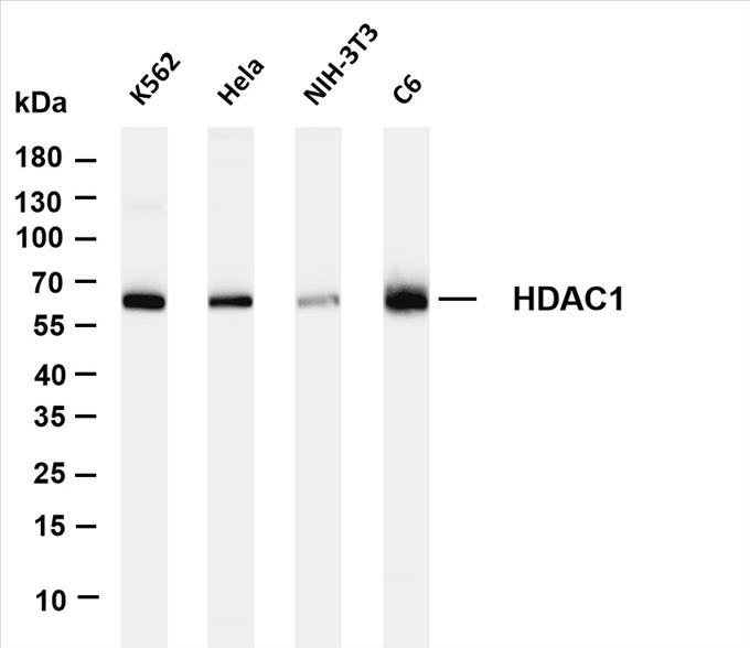 Various whole cell lysates were separated by 4-20% SDS-PAGE, and the membrane was blotted with anti-HDAC1 (PT0390R) antibody. The HRP-conjugated Goat anti-Rabbit IgG(H + L) antibody was used to detect the antibody.