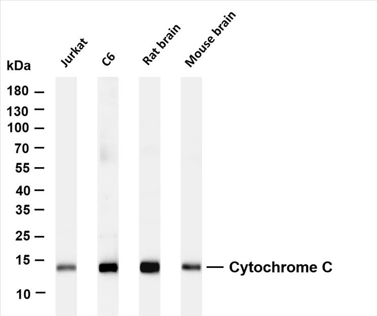 Various whole cell lysates were separated by 4-20% SDS-PAGE, and the membrane was blotted with anti-Cytochrome C (PT0394R) antibody. The HRP-conjugated Goat anti-Rabbit IgG(H + L) antibody was used to detect the antibody.