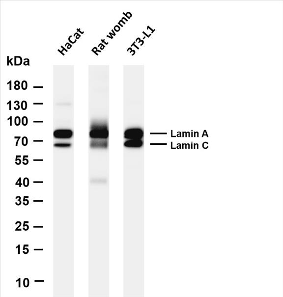 Various whole cell lysates were separated by 4-20% SDS-PAGE, and the membrane was blotted with anti-Lamin A /C (PT0401R) antibody. The HRP-conjugated Goat anti-Rabbit IgG(H + L) antibody was used to detect the antibody.