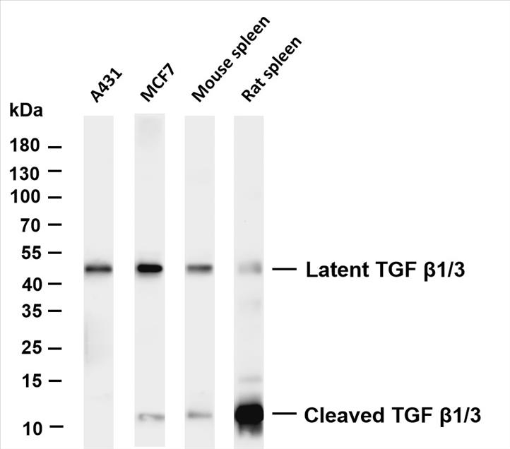 Various whole cell lysates were separated by 4-20% SDS-PAGE, and the membrane was blotted with anti-TGF Î²1/3 (PT0402R) antibody. The HRP-conjugated Goat anti-Rabbit IgG(H + L) antibody was used to detect the antibody.
