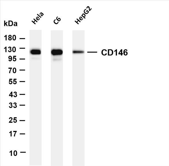 Various whole cell lysates were separated by 4-20% SDS-PAGE, and the membrane was blotted with anti-CD146 (PT0404R) antibody. The HRP-conjugated Goat anti-Rabbit IgG(H + L) antibody was used to detect the antibody.