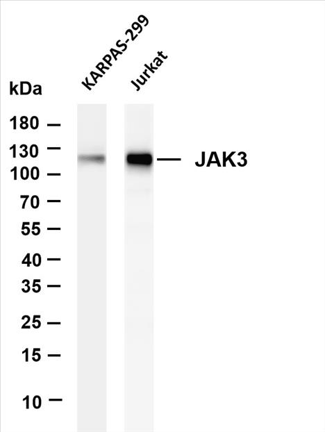 Various whole cell lysates were separated by 4-20% SDS-PAGE, and the membrane was blotted with anti-JAK3 (PT0405R) antibody. The HRP-conjugated Goat anti-Rabbit IgG(H + L) antibody was used to detect the antibody.