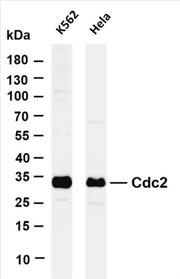 Various whole cell lysates were separated by 4-20% SDS-PAGE, and the membrane was blotted with anti-Cdc2 (PT0406R) antibody. The HRP-conjugated Goat anti-Rabbit IgG(H + L) antibody was used to detect the antibody.