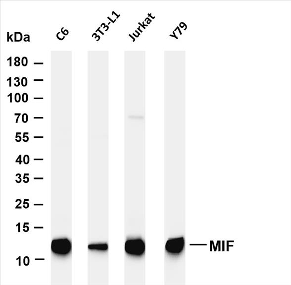 Various whole cell lysates were separated by 4-20% SDS-PAGE, and the membrane was blotted with anti-MIF (PT0418R) antibody. The HRP-conjugated Goat anti-Rabbit IgG(H + L) antibody was used to detect the antibody.
