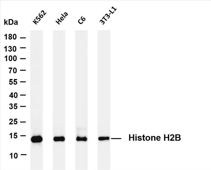 Various whole cell lysates were separated by 4-20% SDS-PAGE, and the membrane was blotted with anti-Histone H2B (PT0420R) antibody. The HRP-conjugated Goat anti-Rabbit IgG(H + L) antibody was used to detect the antibody.