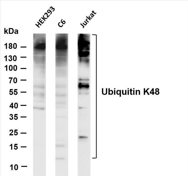 Various whole cell lysates were separated by 4-20% SDS-PAGE, and the membrane was blotted with anti-Ubiquitin K48 (PT0424R) antibody. The HRP-conjugated Goat anti-Rabbit IgG(H + L) antibody was used to detect the antibody.
