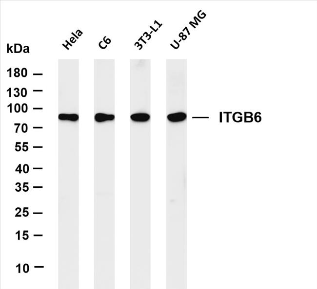 Various whole cell lysates were separated by 4-20% SDS-PAGE, and the membrane was blotted with anti-ITGB6 (PT0428R) antibody. The HRP-conjugated Goat anti-Rabbit IgG(H + L) antibody was used to detect the antibody.