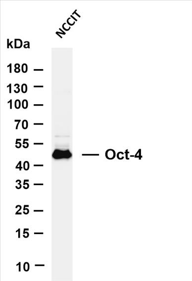 Various whole cell lysates were separated by 4-20% SDS-PAGE, and the membrane was blotted with anti-Oct-4 (PT0430R) antibody. The HRP-conjugated Goat anti-Rabbit IgG(H + L) antibody was used to detect the antibody.