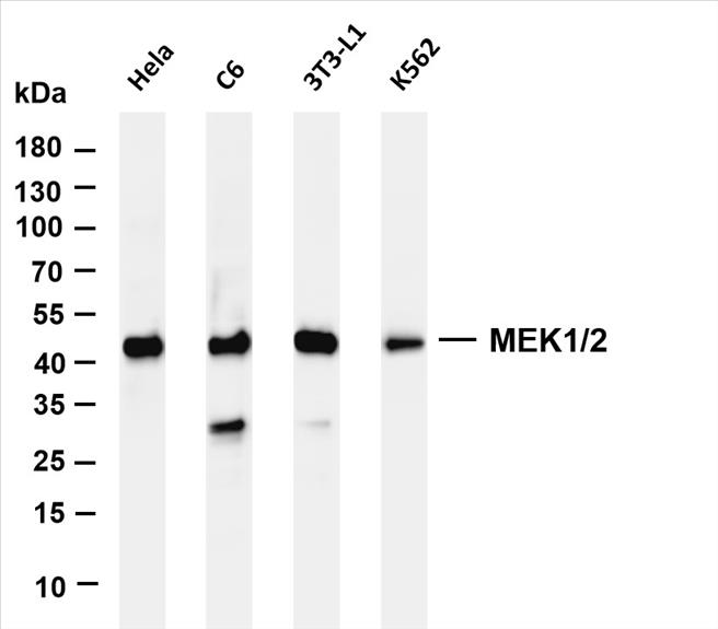 Various whole cell lysates were separated by 4-20% SDS-PAGE, and the membrane was blotted with anti- MEK1/2 (PT0433R) antibody. The HRP-conjugated Goat anti-Rabbit IgG(H + L) antibody was used to detect the antibody.