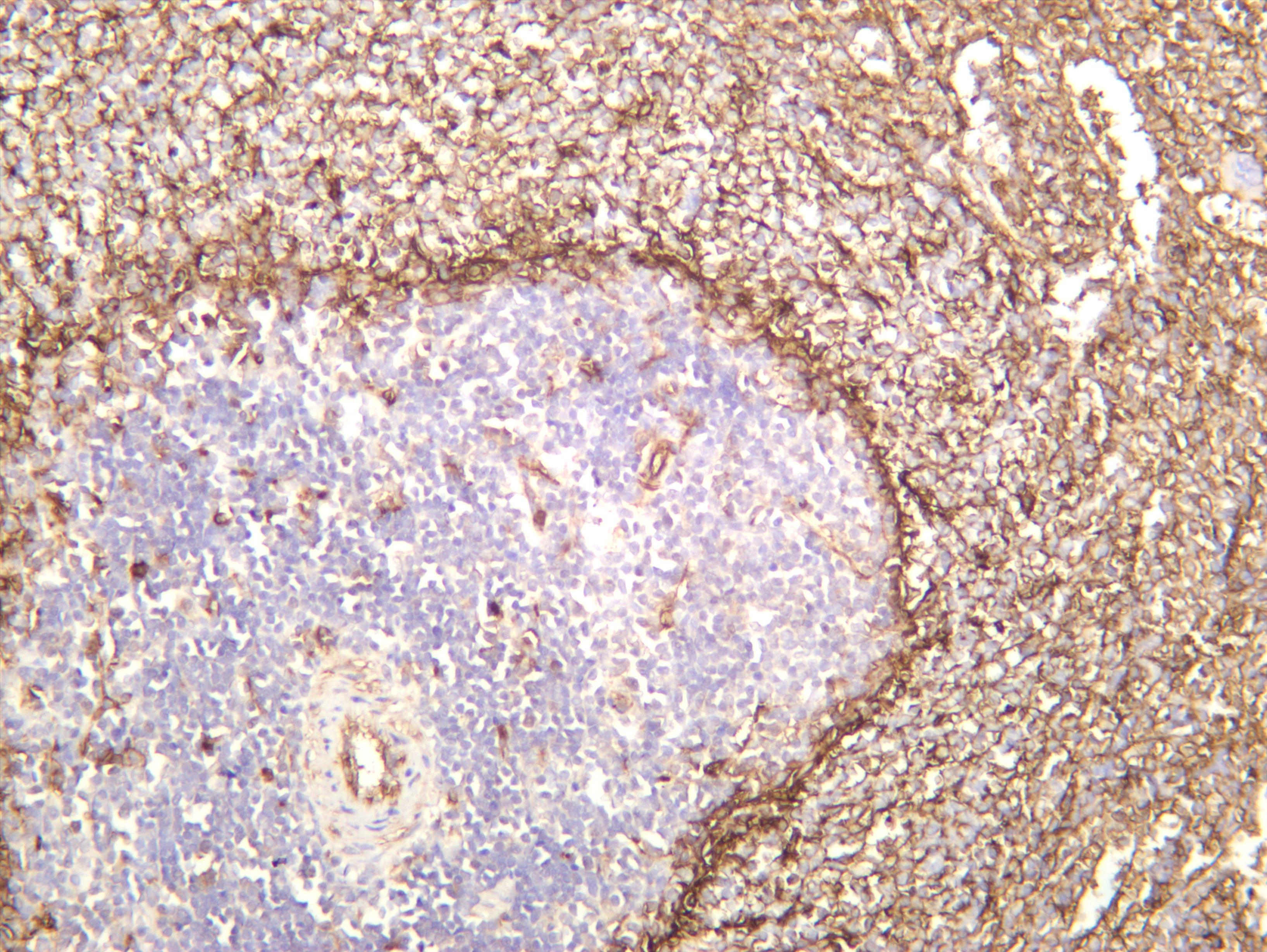 Rat spleen was stained with anti-CD36 (PT0434R) rabbit antibody