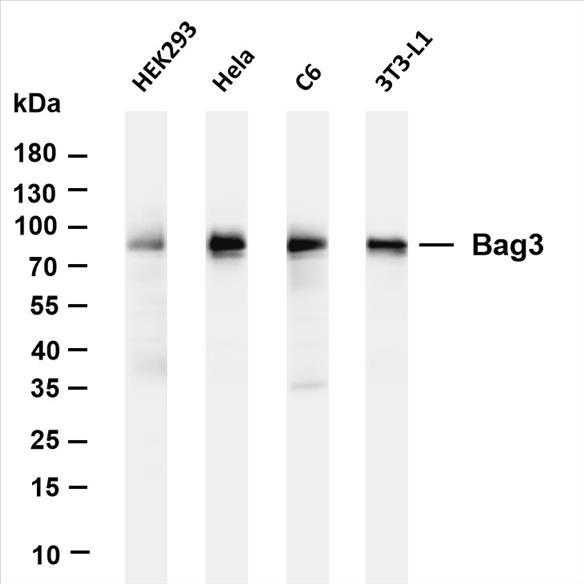 Various whole cell lysates were separated by 4-20% SDS-PAGE, and the membrane was blotted with anti-Bag3 (PT0437R) antibody. The HRP-conjugated Goat anti-Rabbit IgG(H + L) antibody was used to detect the antibody.