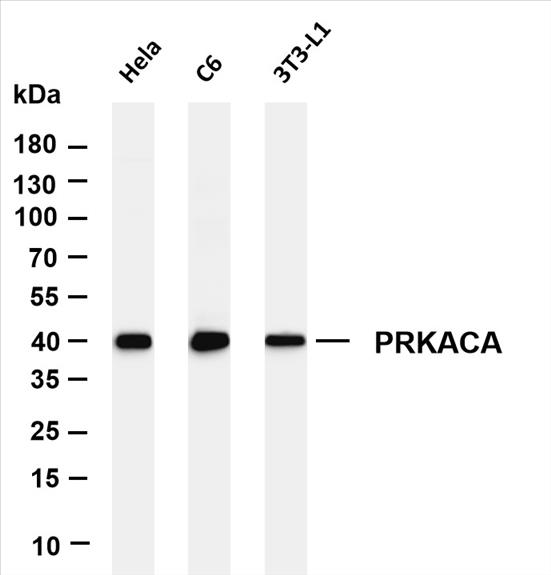 Various whole cell lysates were separated by 4-20% SDS-PAGE, and the membrane was blotted with anti-PRKACA (PT0438R) antibody. The HRP-conjugated Goat anti-Rabbit IgG(H + L) antibody was used to detect the antibody.