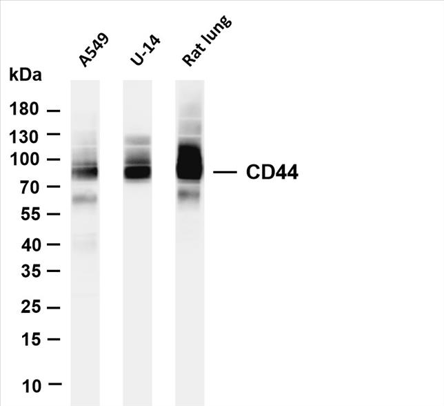 Various whole cell lysates were separated by 4-20% SDS-PAGE, and the membrane was blotted with anti-CD44 (PT0439R) antibody. The HRP-conjugated Goat anti-Rabbit IgG(H + L) antibody was used to detect the antibody.