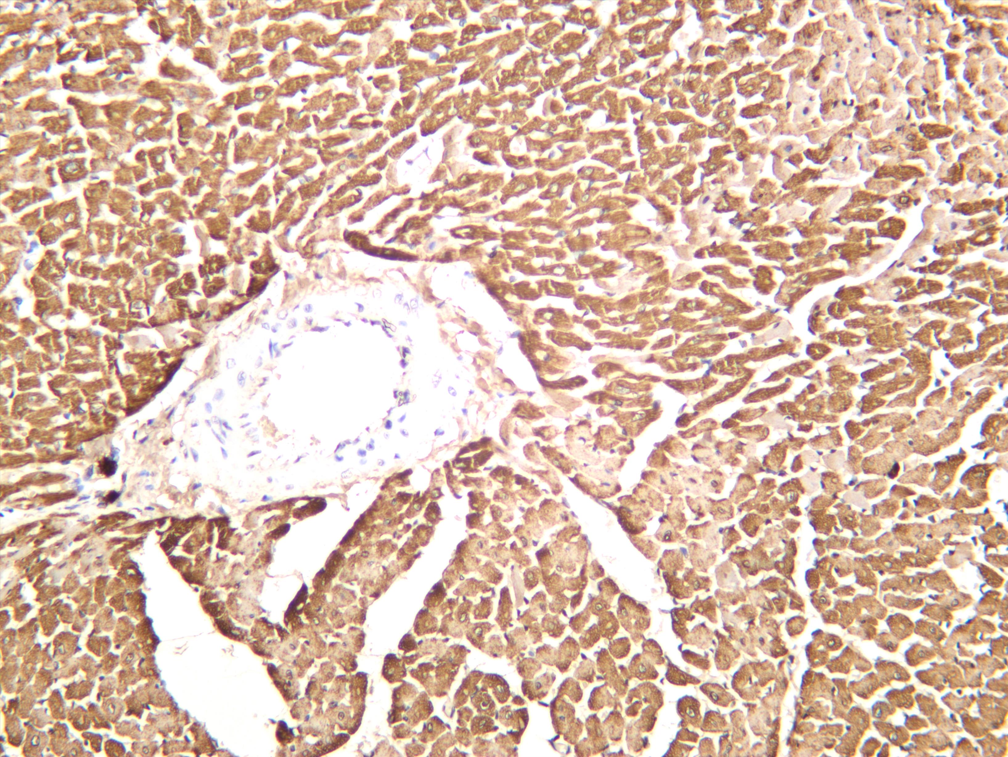 Rat cardiac muscle was stained with anti-Cardiac Troponin T (PT0443R) rabbit antibody