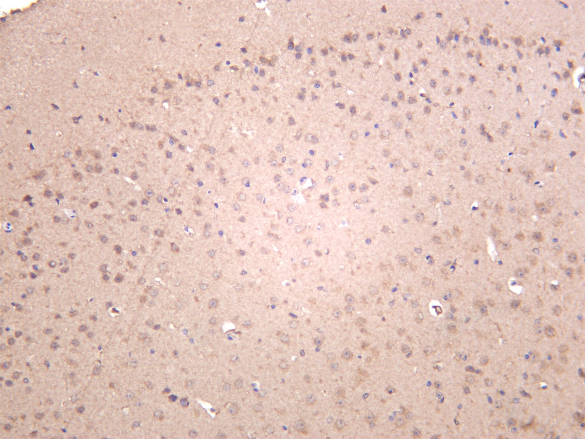 Mouse brain was stained with anti-Keap1 (PT0444R) rabbit antibody