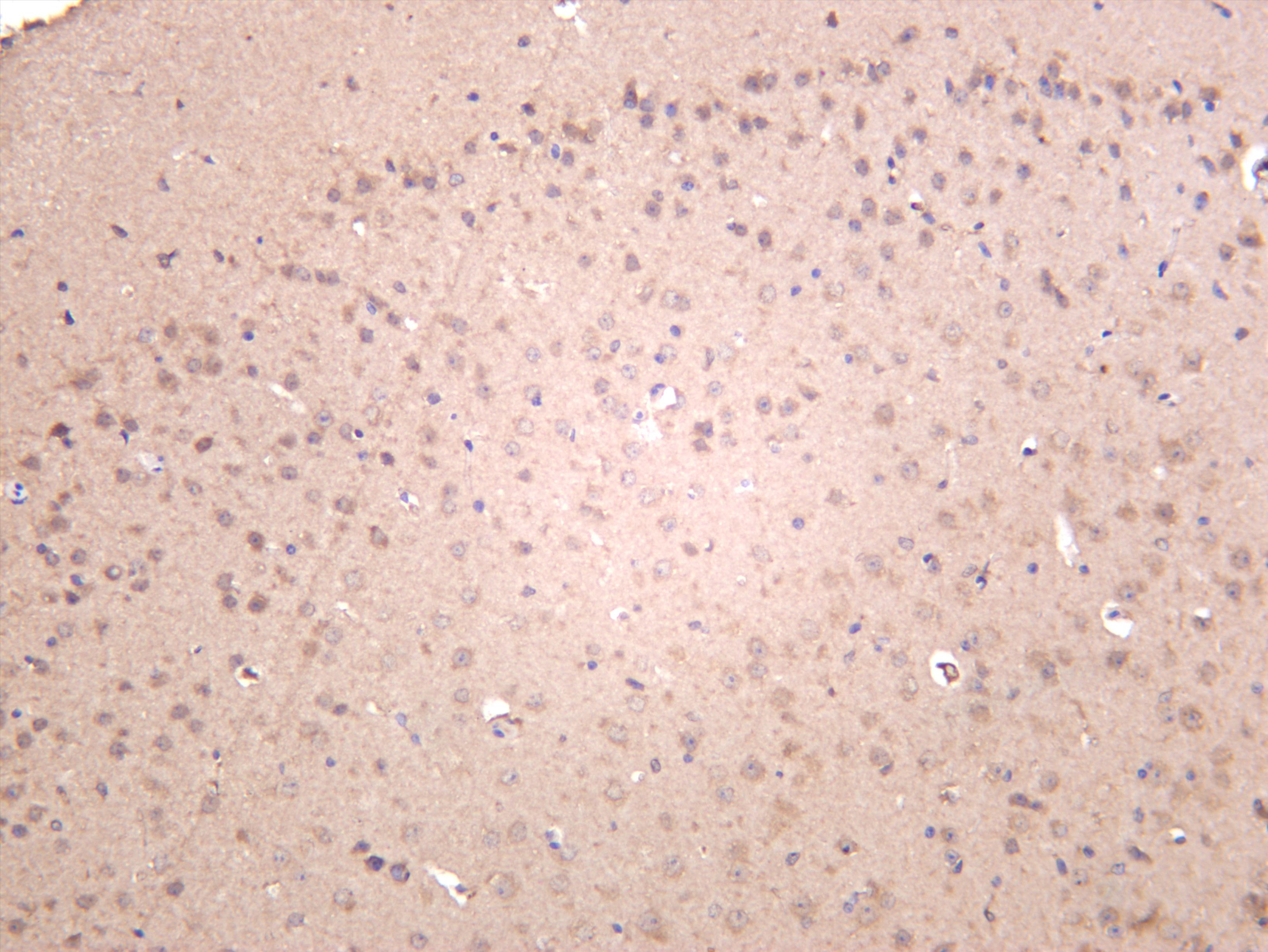 Mouse brain was stained with anti-Keap1 (PT0444R) rabbit antibody