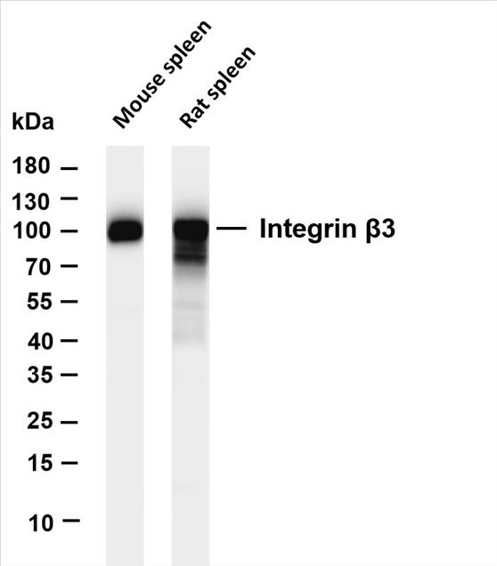 Various whole cell lysates were separated by 4-20% SDS-PAGE, and the membrane was blotted with anti-Integrin Î²3 (PT0445R) antibody. The HRP-conjugated Goat anti-Rabbit IgG(H + L) antibody was used to detect the antibody.