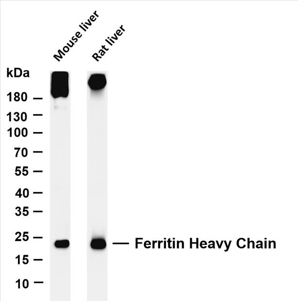 Various whole cell lysates were separated by 4-20% SDS-PAGE, and the membrane was blotted with anti-Ferritin Heavy Chain (PT0446R) antibody. The HRP-conjugated Goat anti-Rabbit IgG(H + L) antibody was used to detect the antibody.