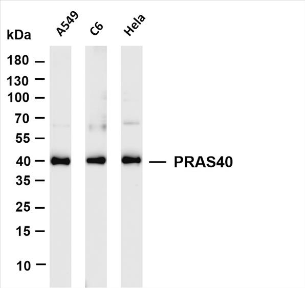 Various whole cell lysates were separated by 4-20% SDS-PAGE, and the membrane was blotted with anti-PRAS40 (PT0447R) antibody. The HRP-conjugated Goat anti-Rabbit IgG(H + L) antibody was used to detect the antibody.