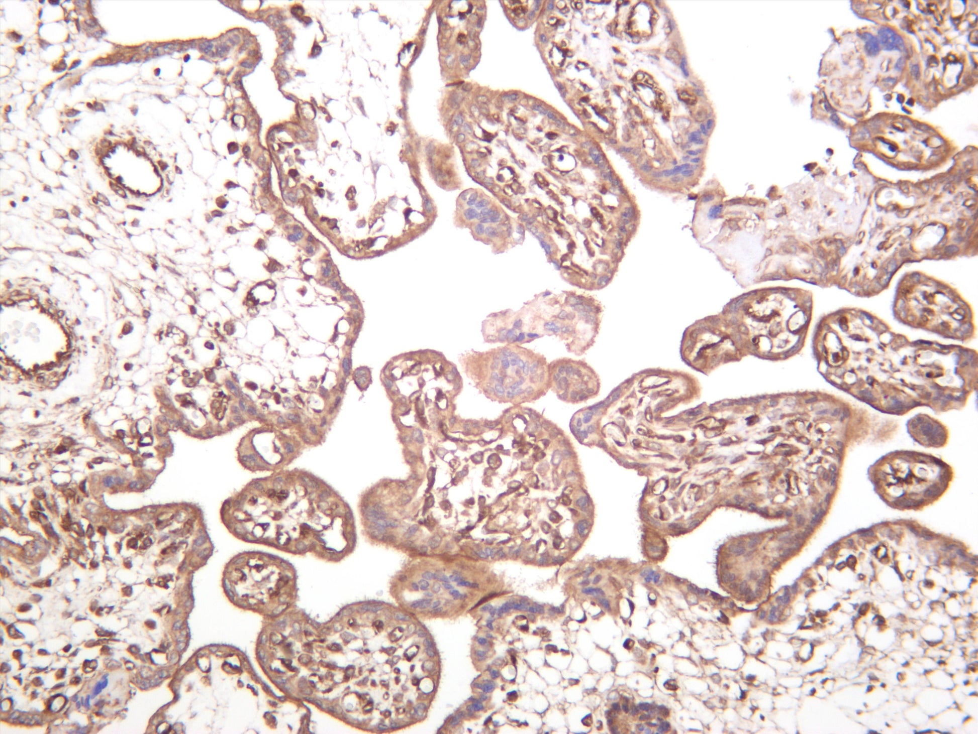 Human placenta was stained with anti-MYPT1 (PT0453R) rabbit antibody