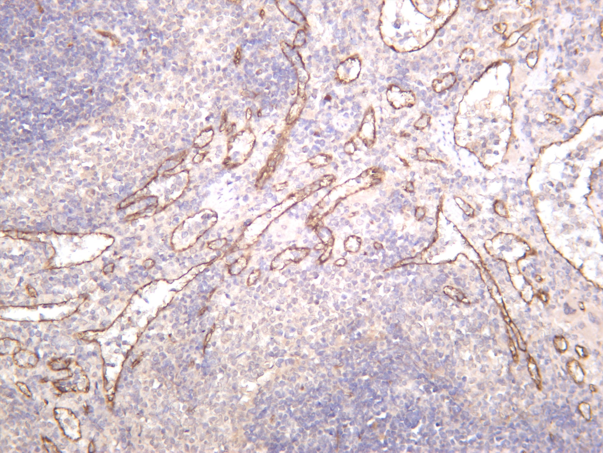 Rat spleen was stained with anti-eNOS (PT0454R) rabbit antibody