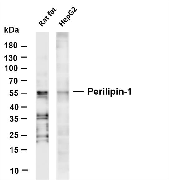 Various whole cell lysates were separated by 4-20% SDS-PAGE, and the membrane was blotted with anti-Perilipin-1 (PT0458R) antibody. The HRP-conjugated Goat anti-Rabbit IgG(H + L) antibody was used to detect the antibody.