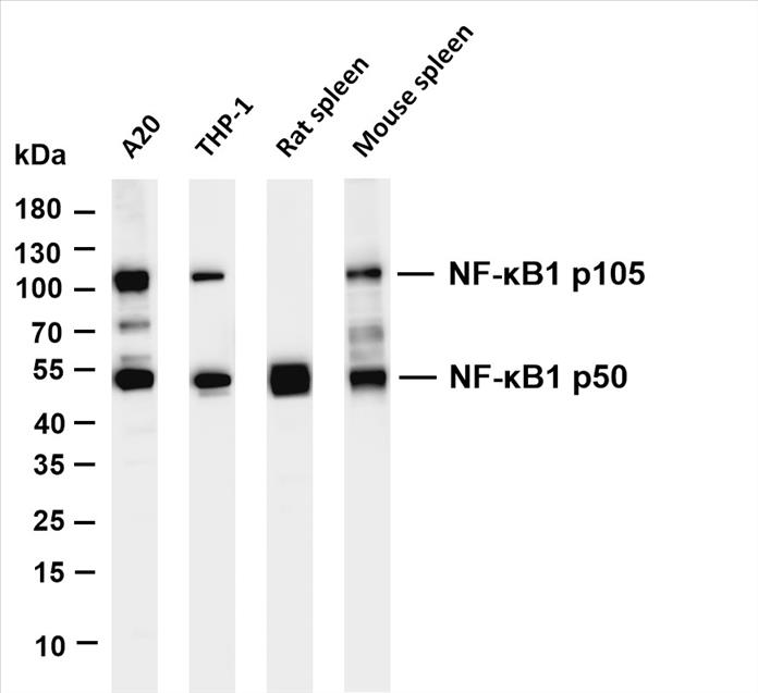 Various whole cell lysates were separated by 4-20% SDS-PAGE, and the membrane was blotted with anti-NF-ÎºB1 p105/p50 (PT0463R) antibody. The HRP-conjugated Goat anti-Rabbit IgG(H + L) antibody was used to detect the antibody.