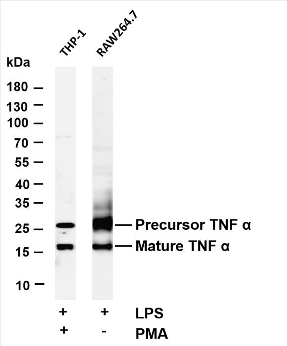 Various whole cell lysates were separated by 4-20% SDS-PAGE, and the membrane was blotted with anti-protein nameÂ Â  (PT0067R) antibody. The HRP-conjugated Goat anti-Rabbit IgG(H + L) antibody was used to detect the antibody.