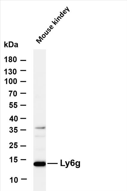 Various whole cell lysates were separated by 4-20% SDS-PAGE, and the membrane was blotted with anti-Ly6g (PT0473R) antibody. The HRP-conjugated Goat anti-Rabbit IgG(H + L) antibody was used to detect the antibody.