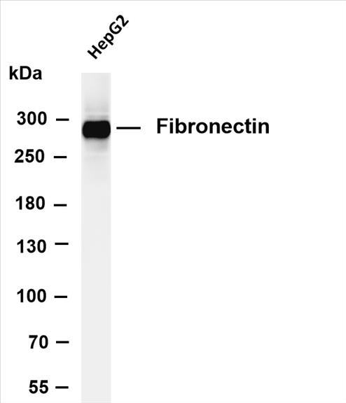Various whole cell lysates were separated by 4-8% SDS-PAGE, and the membrane was blotted with anti-Fibronectin (PT0476R) antibody. The HRP-conjugated Goat anti-Rabbit IgG(H + L) antibody was used to detect the antibody.