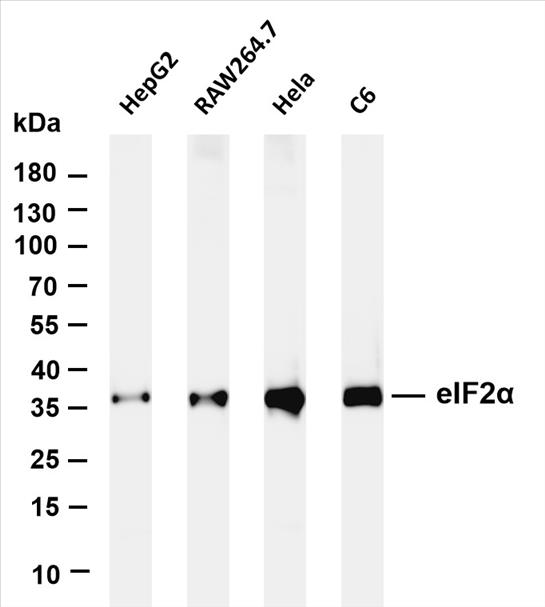 Various whole cell lysates were separated by 4-20% SDS-PAGE, and the membrane was blotted with anti-eIF2Î± (PT0480R) antibody. The HRP-conjugated Goat anti-Rabbit IgG(H + L) antibody was used to detect the antibody.