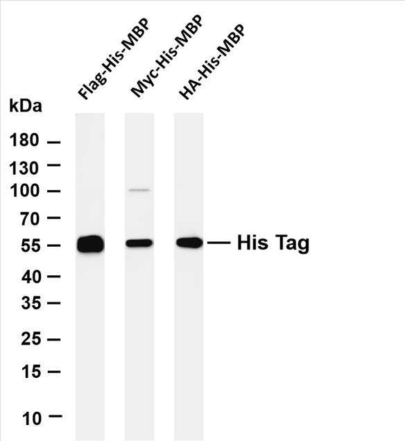 Various whole cell lysates were separated by 4-20% SDS-PAGE, and the membrane was blotted with anti-His Tag (PT0481R) antibody. The HRP-conjugated Goat anti-Rabbit IgG(H + L) antibody was used to detect the antibody.