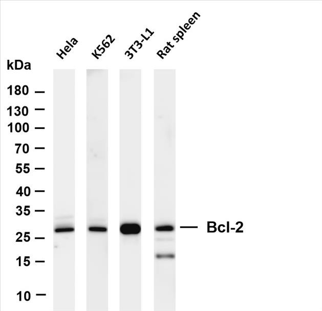 Various whole cell lysates were separated by 4-20% SDS-PAGE, and the membrane was blotted with anti-Bcl-2 (PT0487R) antibody. The HRP-conjugated Goat anti-Rabbit IgG(H + L) antibody was used to detect the antibody.