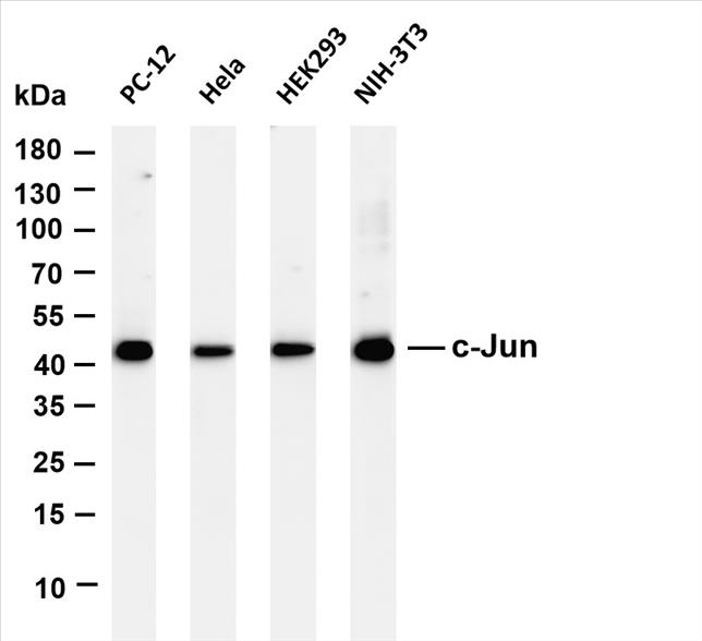 Various whole cell lysates were separated by 4-20% SDS-PAGE, and the membrane was blotted with anti- c-Jun (PT0489R) antibody. The HRP-conjugated Goat anti-Rabbit IgG(H + L) antibody was used to detect the antibody.