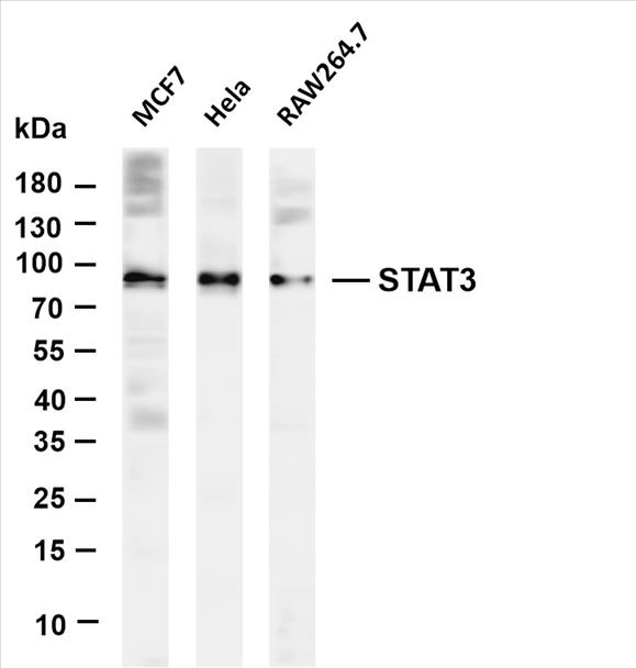 Various whole cell lysates were separated by 4-20% SDS-PAGE, and the membrane was blotted with anti-STAT3 (PT0496R) antibody. The HRP-conjugated Goat anti-Rabbit IgG(H + L) antibody was used to detect the antibody.